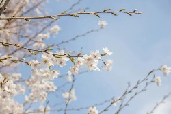 清明寄哀思，护齿不停歇——夕阳红口腔清明节正常开诊！