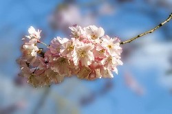 春风拂面的“甜蜜烦恼”!科学防御，让过敏和春天和谐共处！