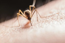 警惕！蚊子传播的“夏季病”，这些知识要记牢！