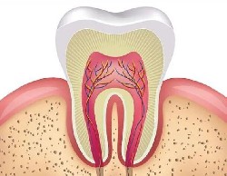 牙齿竟然不是骨头？一个被误会的身体真相！