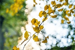 老年人一降温就牙龈肿痛、牙齿酸软？揪出根源，对症解决才有效！